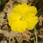 Luffa Gourd 10 Seeds Luffa aegyptiaca