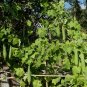 Luffa Gourd 10 Seeds Luffa aegyptiaca