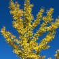 Ginkgo 10 Seeds Ginkgo biloba
