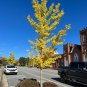 Ginkgo 10 Seeds Ginkgo biloba