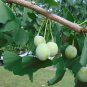 Ginkgo 10 Seeds Ginkgo biloba