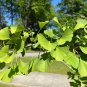 Ginkgo 10 Seeds Ginkgo biloba