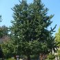 Ginkgo 10 Seeds Ginkgo biloba