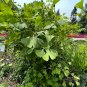Ginkgo 10 Seeds Ginkgo biloba