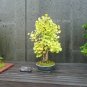 Ginkgo 10 Seeds Ginkgo biloba