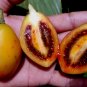 Yellow Tamarillo Tree Tomato Cyphomandra betacea 20 Seeds
