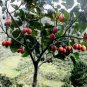 Yellow Tamarillo Tree Tomato Cyphomandra betacea 20 Seeds