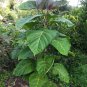 Yellow Tamarillo Tree Tomato Cyphomandra betacea 20 Seeds
