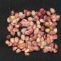 Yellow Tamarillo Tree Tomato Cyphomandra betacea 20 Seeds