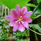 Banana Passionfruit  10 Seeds  Passiflora mollissima