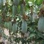 Banana Passionfruit 10 Seeds Passiflora mollissima