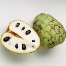 Cherimoya Custard Apple Annona cherimola 5 Seeds Cherimoya Custard Apple Annona cherimola 5 Seeds