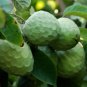 Cherimoya Custard Apple Annona cherimola 5 Seeds