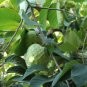 Cherimoya Custard Apple Annona cherimola 5 Seeds