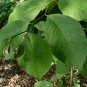 Cherimoya Custard Apple Annona cherimola 5 Seeds