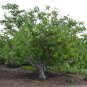 Cherimoya Custard Apple Annona cherimola 5 Seeds