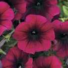 Burgundy Petunia 100 Seeds Petunia Grandiflora Burgundy Petunia 100 Seeds Petunia Grandiflora