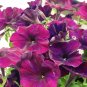 Burgundy Petunia 100 Seeds Petunia Grandiflora