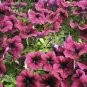 Burgundy Petunia 100 Seeds Petunia Grandiflora