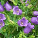 Canterbury Bells 1000 Seeds Campanula medium Canterbury Bells 1000 Seeds Campanula medium