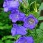Canterbury Bells  1000 Seeds  Campanula medium