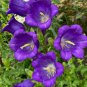 Canterbury Bells  1000 Seeds  Campanula medium