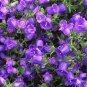 Canterbury Bells  1000 Seeds  Campanula medium