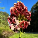 American Groundnut Apios americana 20 Seeds