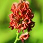 American Groundnut Apios americana 20 Seeds
