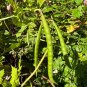 American Groundnut Apios americana 20 Seeds