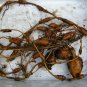 American Groundnut Apios americana 20 Seeds