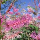 Velvetpod Mimosa  Mimosa dysocarpa  25 Seeds