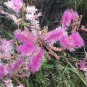 Velvetpod Mimosa Mimosa dysocarpa 25 Seeds