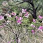 Velvetpod Mimosa Mimosa dysocarpa 25 Seeds