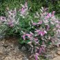 Velvetpod Mimosa Mimosa dysocarpa 25 Seeds