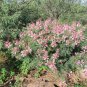 Velvetpod Mimosa Mimosa dysocarpa 25 Seeds