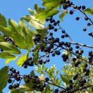 Carolina Laurelcherry Prunus caroliniana 20 Seeds