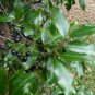 Carolina Laurelcherry Prunus caroliniana 20 Seeds