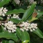 Carolina Laurelcherry Prunus caroliniana 20 Seeds