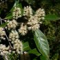 Carolina Laurelcherry Prunus caroliniana 20 Seeds