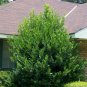 Carolina Laurelcherry Prunus caroliniana 20 Seeds