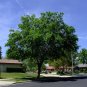Carolina Laurelcherry Prunus caroliniana 20 Seeds