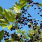 Carolina Laurelcherry Prunus caroliniana 20 Seeds