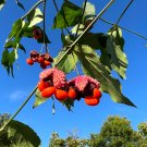 Strawberry Bush Euonymus americanus 20 Seeds