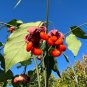 Strawberry Bush Euonymus americanus 20 Seeds