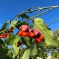Strawberry Bush Euonymus americanus 20 Seeds