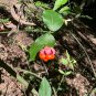 Strawberry Bush Euonymus americanus 20 Seeds