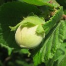European Hazelnut Corylus avellana 10 Seeds