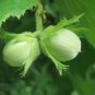 European Hazelnut Corylus avellana 10 Seeds