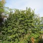 European Hazelnut Corylus avellana 10 Seeds